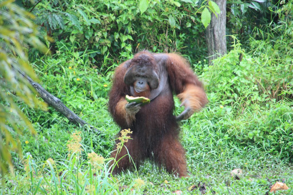 International pin cushion