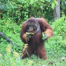 International pin cushion