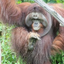 International pin cushion