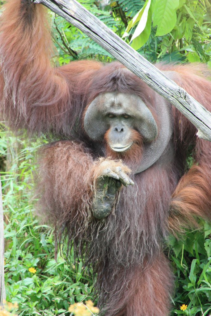 International pin cushion