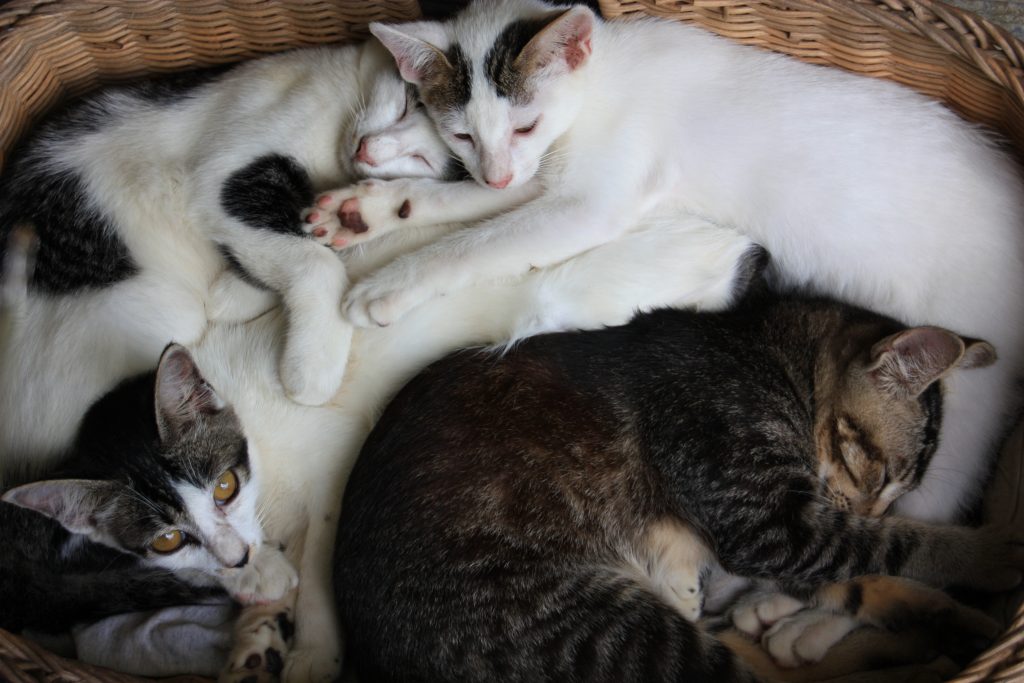 International pin cushion