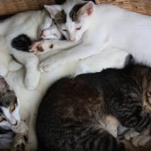 International pin cushion