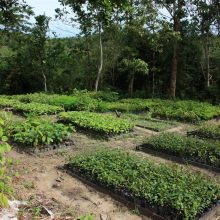 International pin cushion