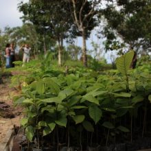 International pin cushion