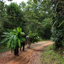International pin cushion