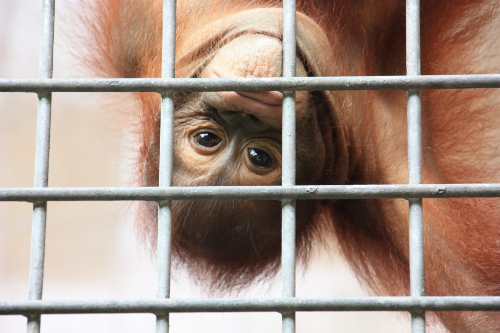 International pin cushion