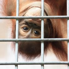 International pin cushion